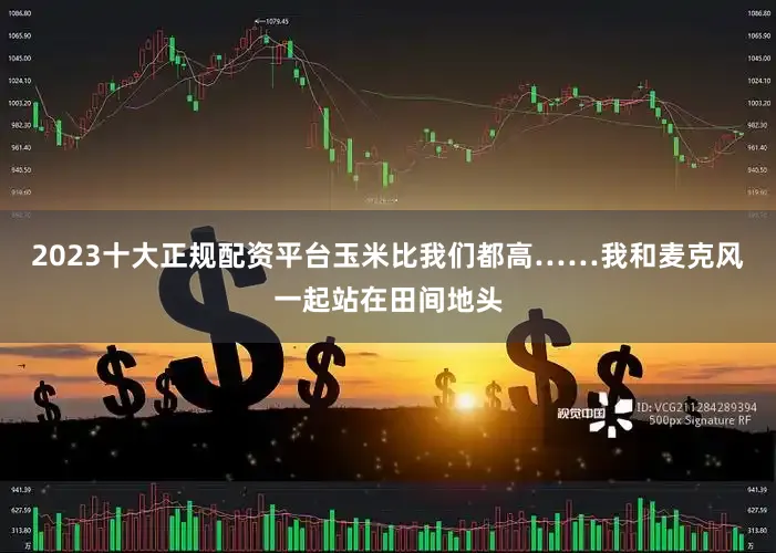 2023十大正规配资平台玉米比我们都高……我和麦克风一起站在田间地头