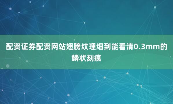 配资证券配资网站翅膀纹理细到能看清0.3mm的鳞状刻痕